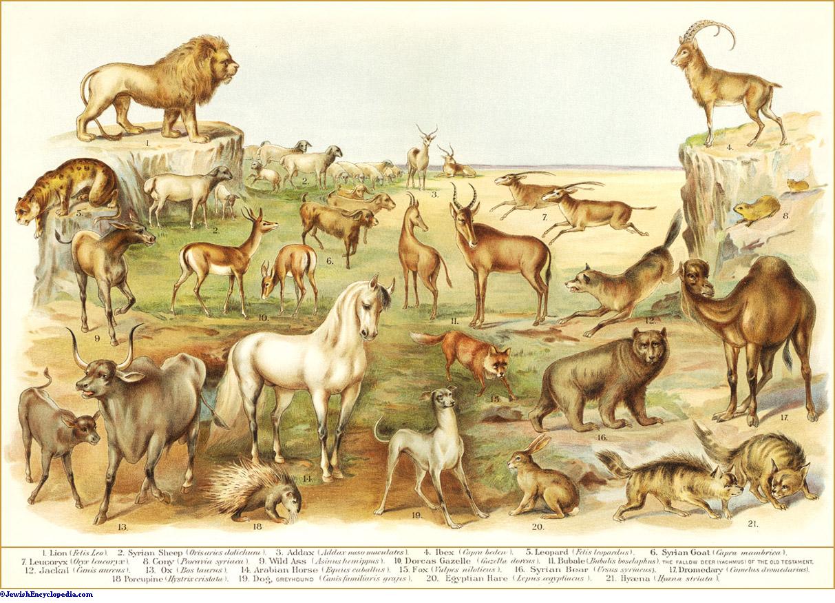 ANIMALS OF THE BIBLE 